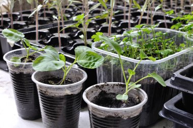 Seradaki çeşitli sebzelerin sebze bahçesine ekilmeye hazır tohumları.