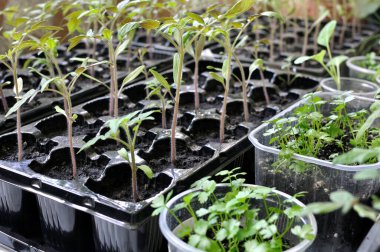 Seradaki çeşitli sebzelerin sebze bahçesine ekilmeye hazır tohumları.