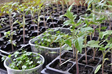 Seradaki çeşitli sebzelerin sebze bahçesine ekilmeye hazır tohumları.