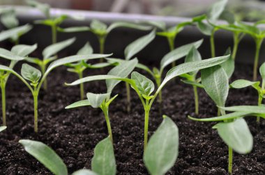 Serada sebze bahçesine ekilmeye hazır taze biber fidanlarının yakın çekimi.