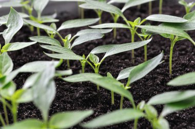 Serada sebze bahçesine ekilmeye hazır taze biber fidanlarının yakın çekimi.