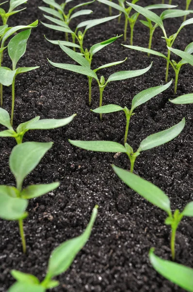 Close Mudas Jovens Pimenta Estufa Pronto Para Plantio Horta Garde — Fotografia de Stock