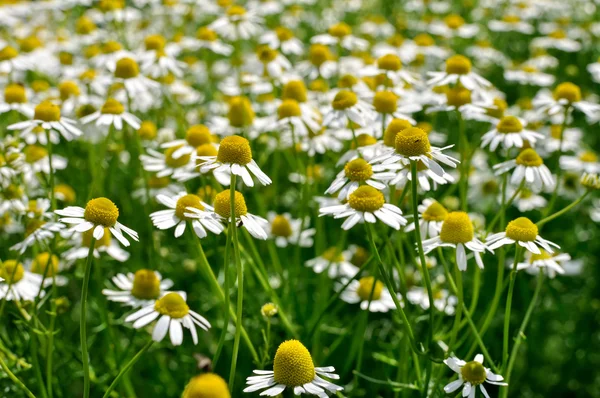 Closeup of blooming camomile (Matricaria chamomilla) — Stock Photo, Image