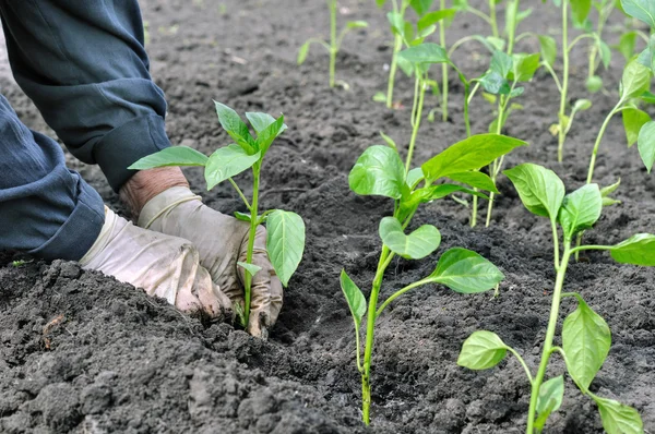 Jordbrukaren plantering en paprika planta — Stockfoto