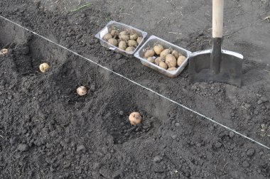  patates alan dikim süreci