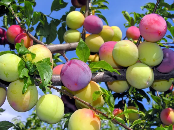 Ciruelas de maduración en una rama de árbol Fotos de stock