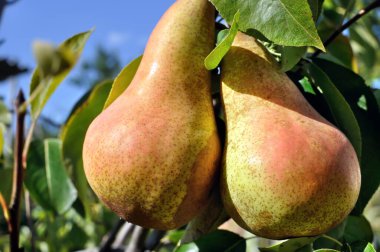 Meyve bahçesindeki bir ağaçta yetişen ve olgunlaşan organik armutlar.