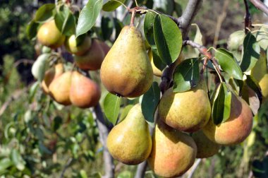 Bir ağaçta büyüyen ve olgunlaşan organik armutlar.