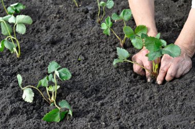 bir çilek fide dikim çiftçi