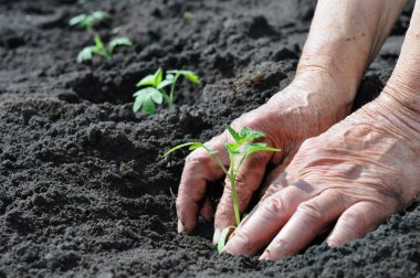 sebze bahçesinde domates fide dikim bahçıvanın eller