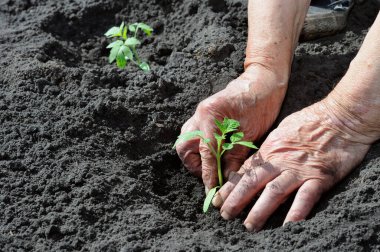 sebze bahçesinde domates fide dikim bahçıvanın eller