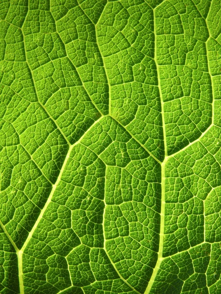 Het oppervlak van het blad — Stockfoto