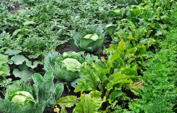 Sebze Bahçesinde Organik Olarak Çeşitli Sebzeler Yetiştirdim — Stok fotoğraf