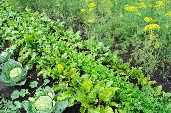 Biologisch geteeld diverse groenten — Stockfoto