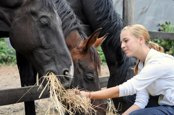 Dziewczyna karmienie koni w gospodarstwie — Zdjęcie stockowe