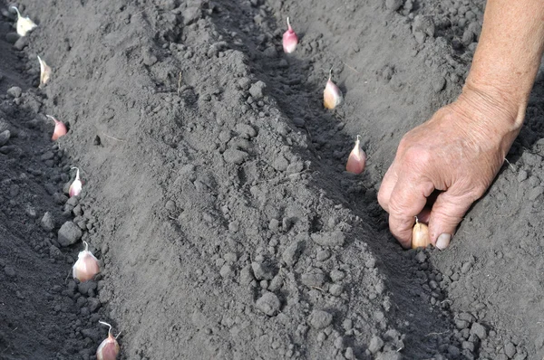 Plantando o alho — Fotografia de Stock