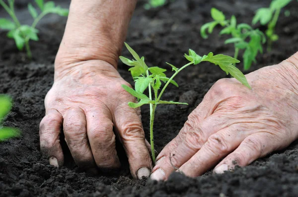 Agricultor plantando una plántula de tomate Imagen de stock