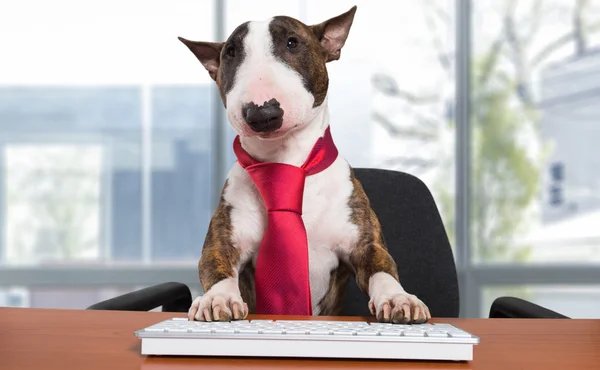 オフィスの机でミニチュア ・ ブル ・ テリア犬 — ストック写真
