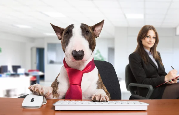 Business dog using computer