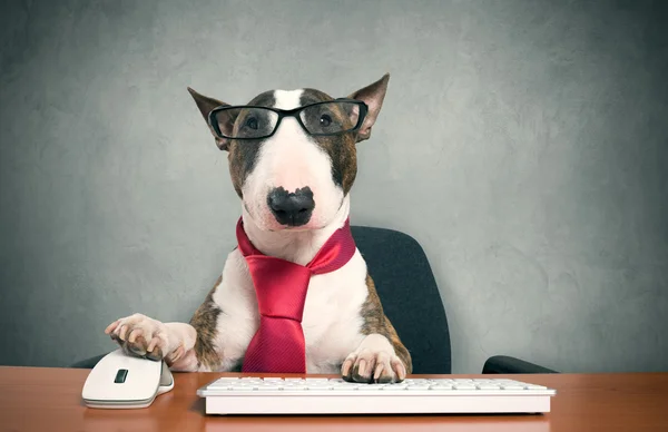 Business dog using computer — Stock Photo, Image