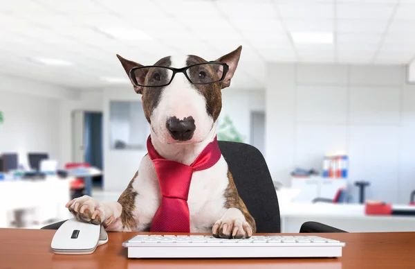 Chien d'affaires utilisant son ordinateur — Photo