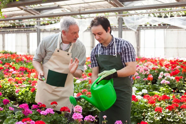Greenhouse workers watering plants — Stock Photo, Image