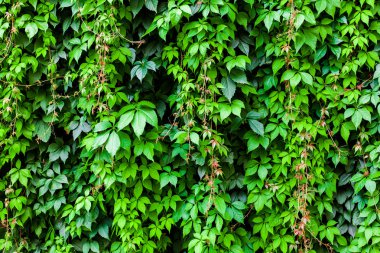 Yeşil sarmaşık doku