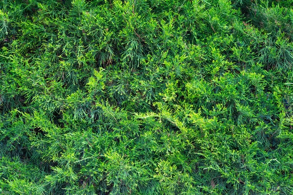 Pine hedge background — Stock Photo, Image