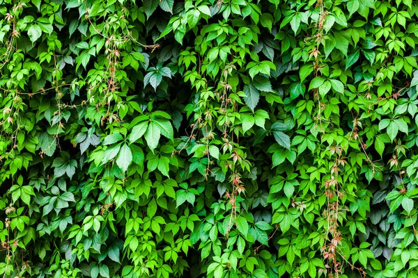 Grüne Efeu Textur — Stockfoto