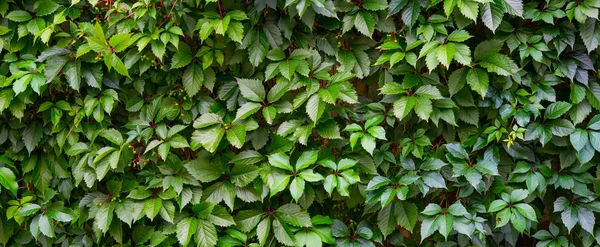 Hiedra verde en una pared — Foto de Stock