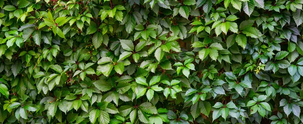 Grüner Efeu an einer Wand — Stockfoto