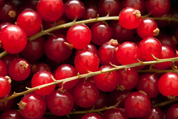 Fresh red ribes — Stock Photo, Image