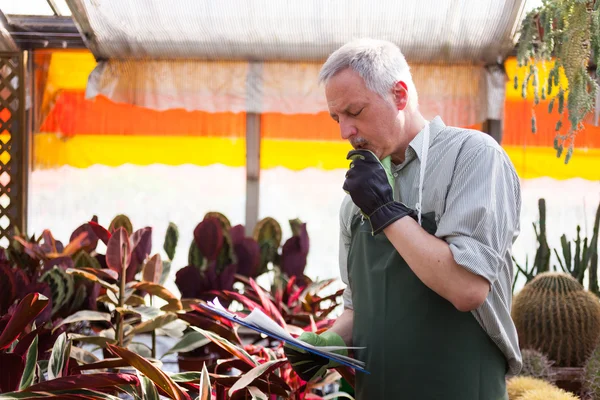 Man at work in a greenhouse — Stock Photo, Image