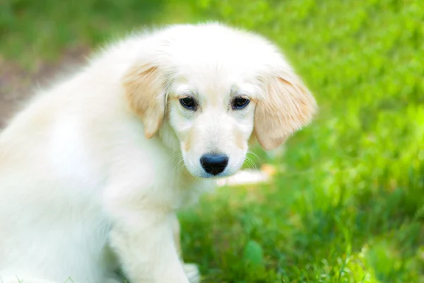 Golden Retriever — Stok fotoğraf