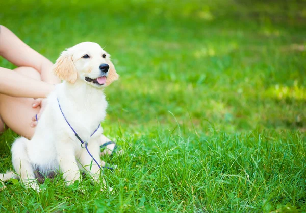 Golden retriever — Stock Photo, Image