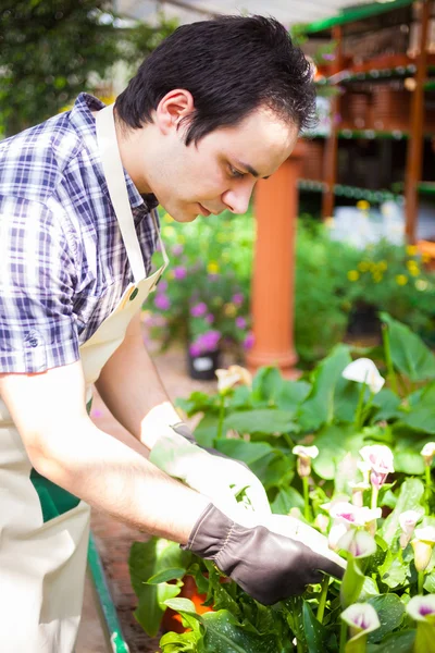 Mann bei der Arbeit im Gewächshaus — Stockfoto