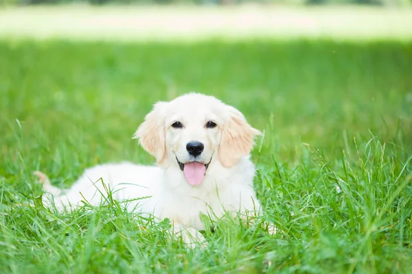 Very young golden retriever — Stock Photo, Image