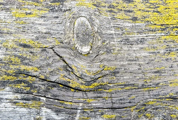 Naturaleza madera textura — Foto de Stock