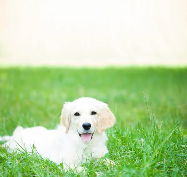 Adorável cachorro golden retriever — Fotografia de Stock