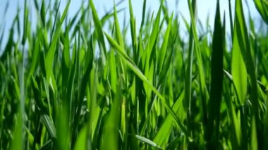 Hareketli bıçak çimen