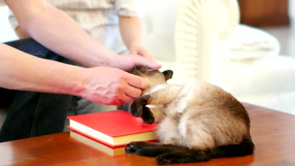 Couple caressing their cat — Stock Video