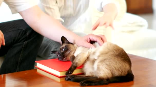 Casal acariciando seu gato — Vídeo de Stock