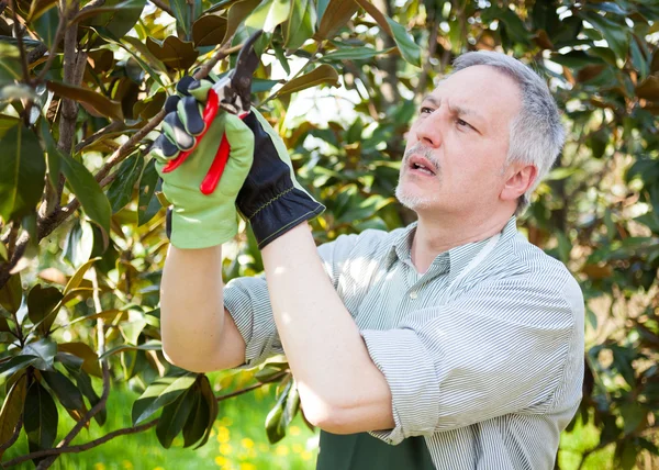 Professional gardener pruning a tree — Stock Photo, Image