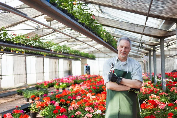 Jardinero en un invernadero — Foto de Stock