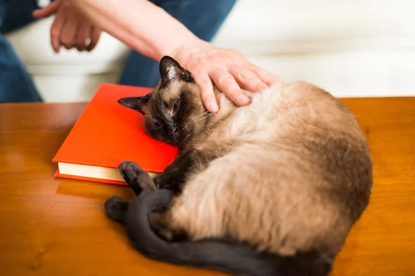 Siamese kat slapen op boek — Stockfoto
