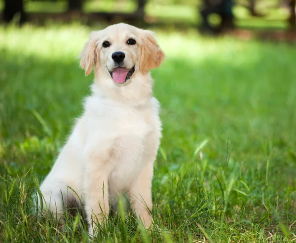 Golden retriever ustanawiające w trawie — Zdjęcie stockowe