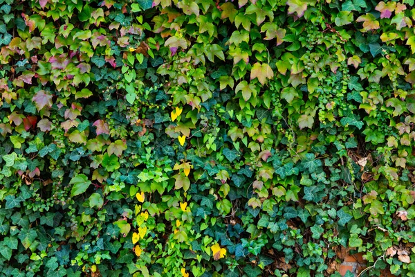 Зеленая текстура плюща — стоковое фото