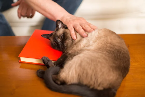 Siamese kat slapen op boek — Stockfoto