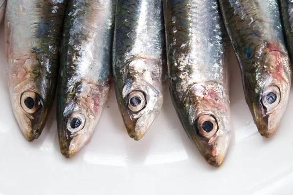 Detalj av färska sardiner — Stockfoto