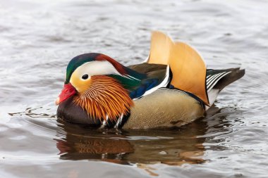 Mandarin Ördeği gölette yüzüyor.